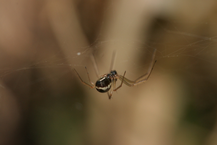 Macro fourmis chalet - 020